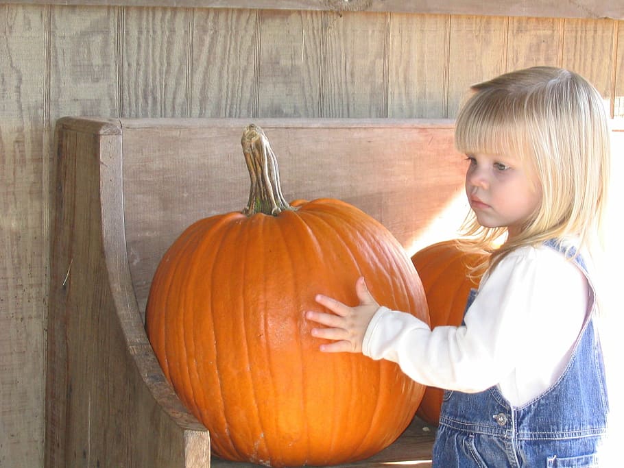 pumpkin, patch, harvest, orange, farm, child, autumn, halloween HD wallpaper