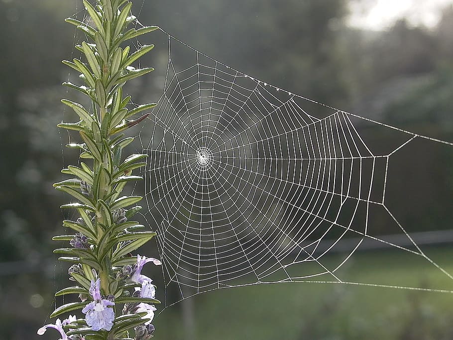 spiderweb during daytime, rosemary, spider web, focus on foreground HD wallpaper