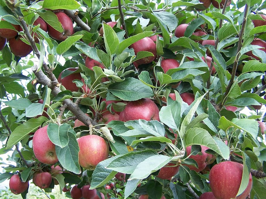Apple, Tree, Fruit, Red, Branch, Fresh, apple tree, food, agriculture HD wallpaper