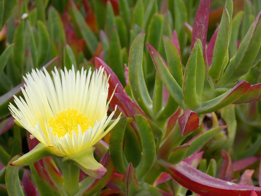 yellow flower, difference, contrast, plant, flowering plant HD wallpaper