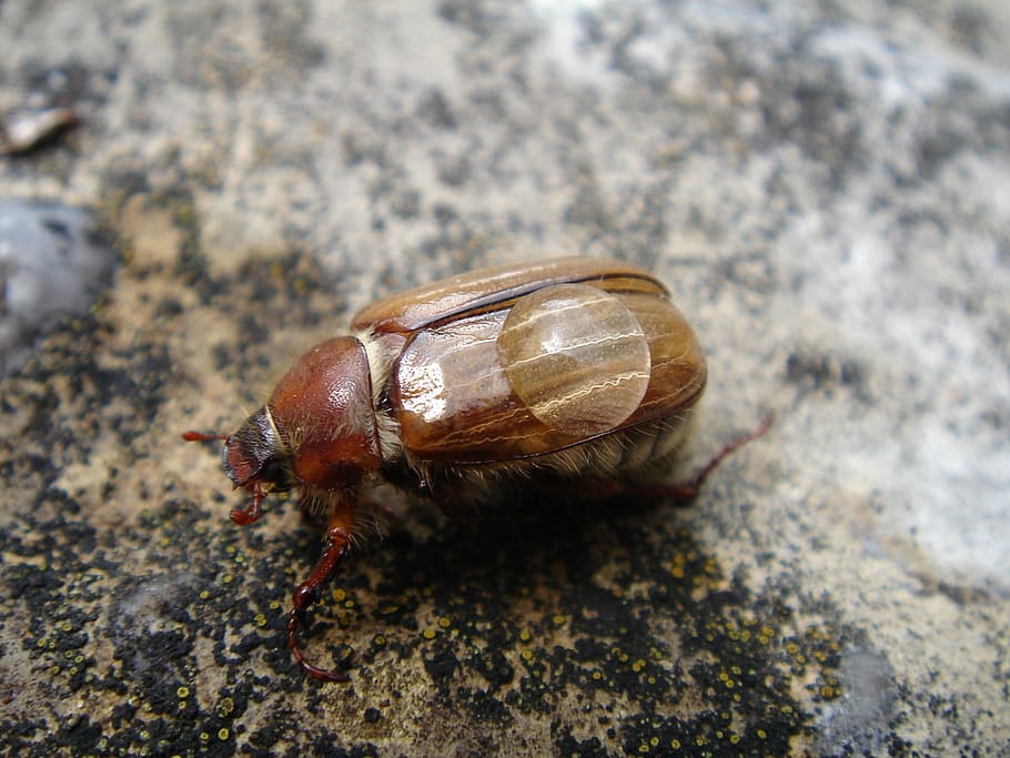 maikäfer, beetle, chafer, drip, dewdrop, animals, nature, krabbeltier HD wallpaper
