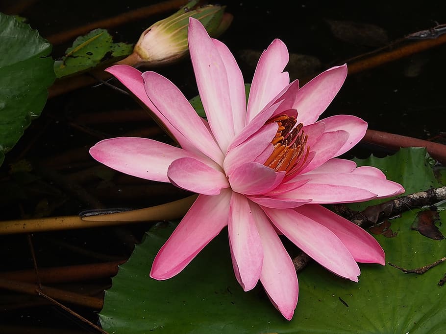 lotus, bloom, pink, flower, flowering plant, petal, fragility HD wallpaper