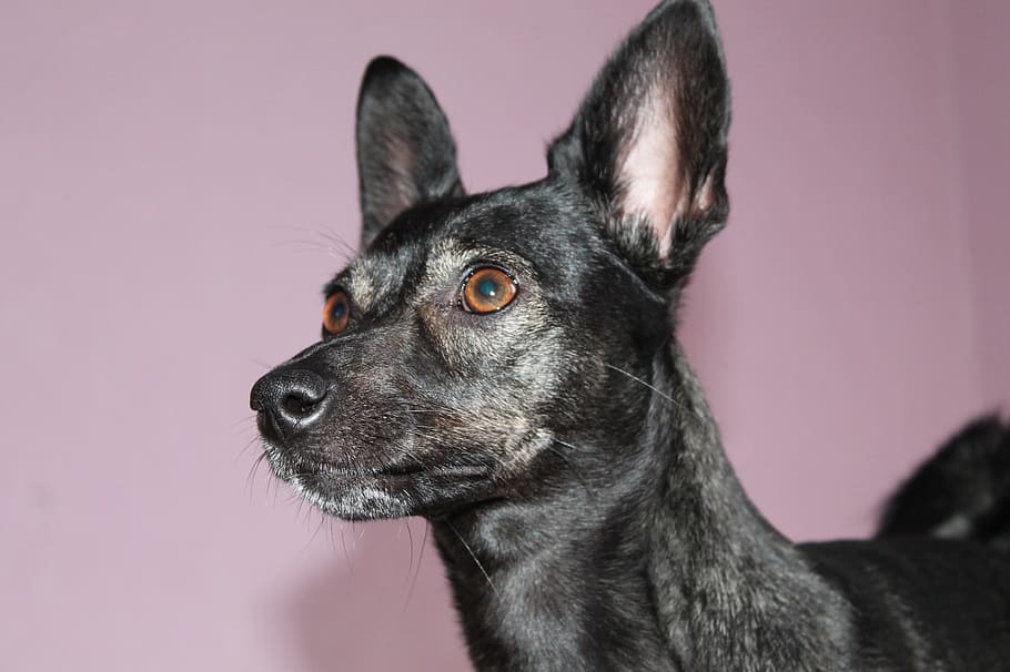 dog, animal, devotion, pink, black, pet, one animal, domestic HD wallpaper