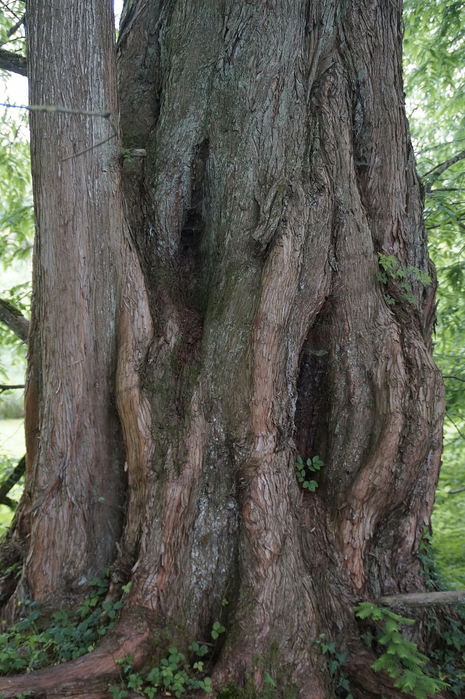 tribe, log, cave, overgrown, sequoia, branches, old, tree, tree trunk HD wallpaper