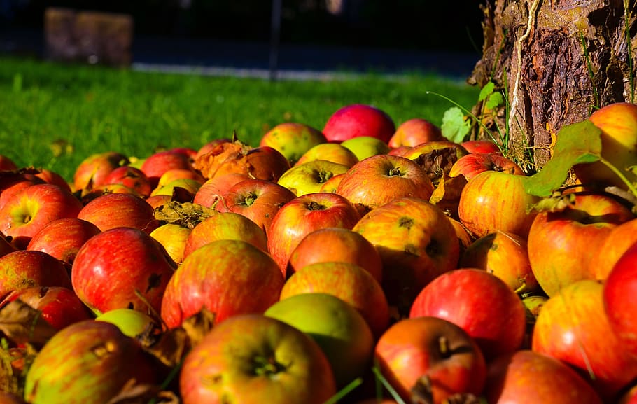ripe apple lot, tree, apple tree, fruit, autumn, kernobstgewaechs HD wallpaper