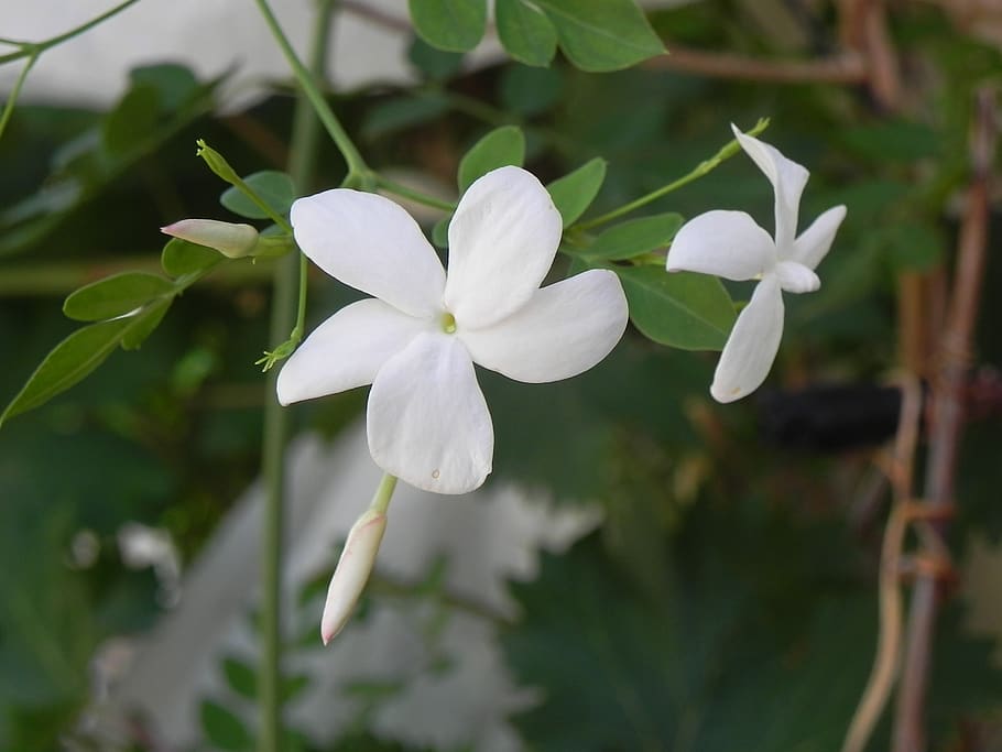 HD wallpaper: jasmine, fragrance, garden, flower, flowering, plant ...