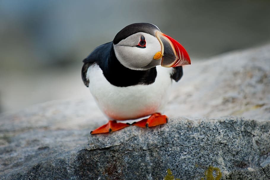 white and black puffin bird on gray rock during daytime, penguin, HD wallpaper