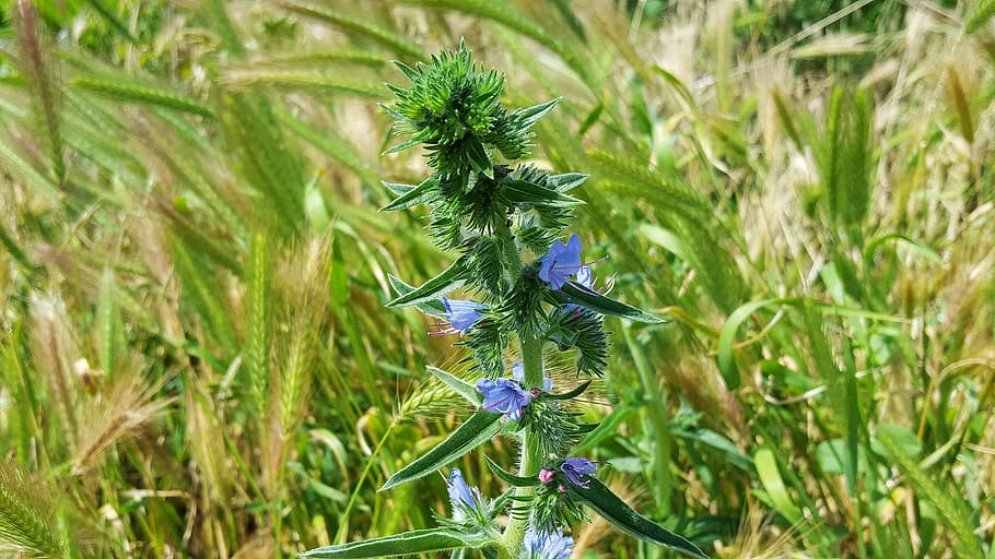 echium vulgare, blueweed, viper bugloss, flora, wild plant HD wallpaper