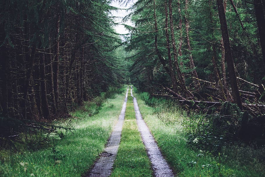 dirt pathway along pine trees, conifer, daylight, evergreen HD wallpaper