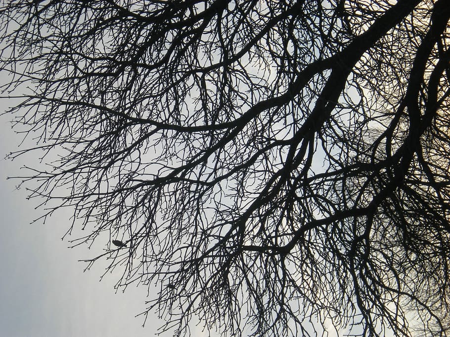 Tree, Branches, Autumn, bare tree, low angle view, nature, no people HD wallpaper