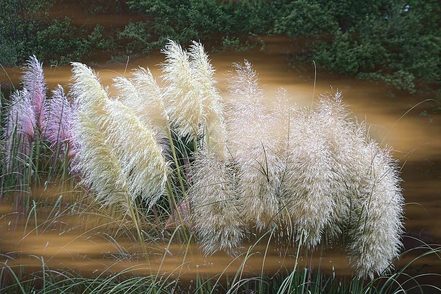 Grass, Ornamental, Blooms, featherly, pampas, heirloom, plant, HD wallpaper