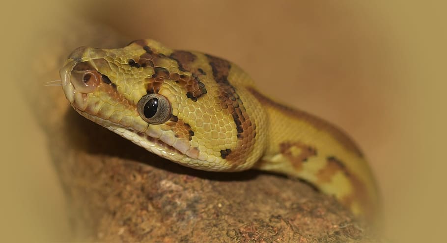 Snake, Head, Carpet Python, Reptile, animal, constrictor, non toxic HD wallpaper