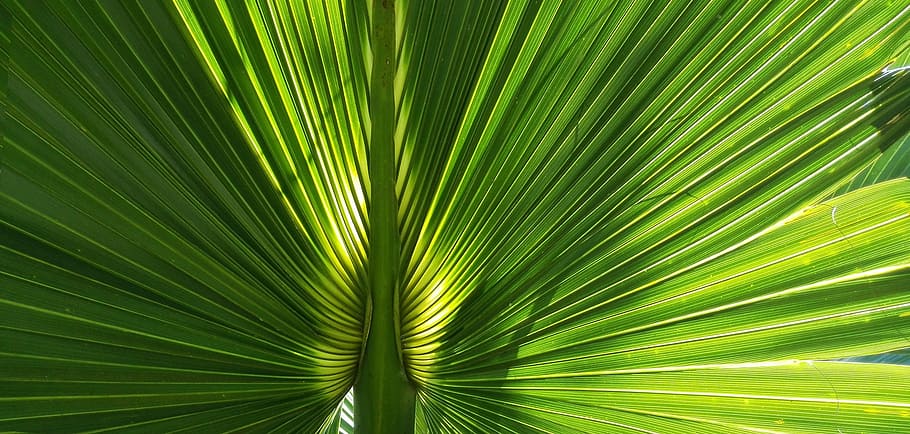 palma, leaf, lights, nature, plant part, green color, backgrounds HD wallpaper