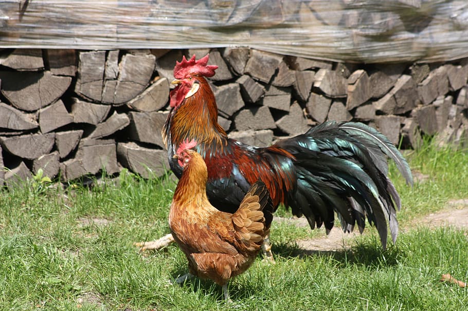 hahn, hen, bird, livestock, animal themes, vertebrate, domestic animals HD wallpaper