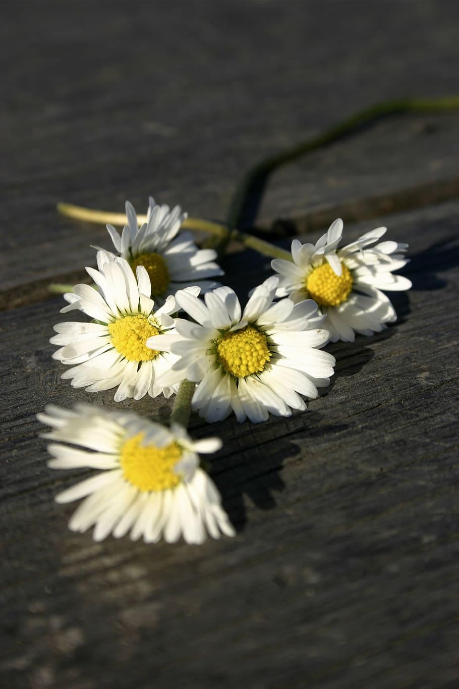 white, flowers, daisy, table, wooden, spring, garden, flowering plant HD wallpaper