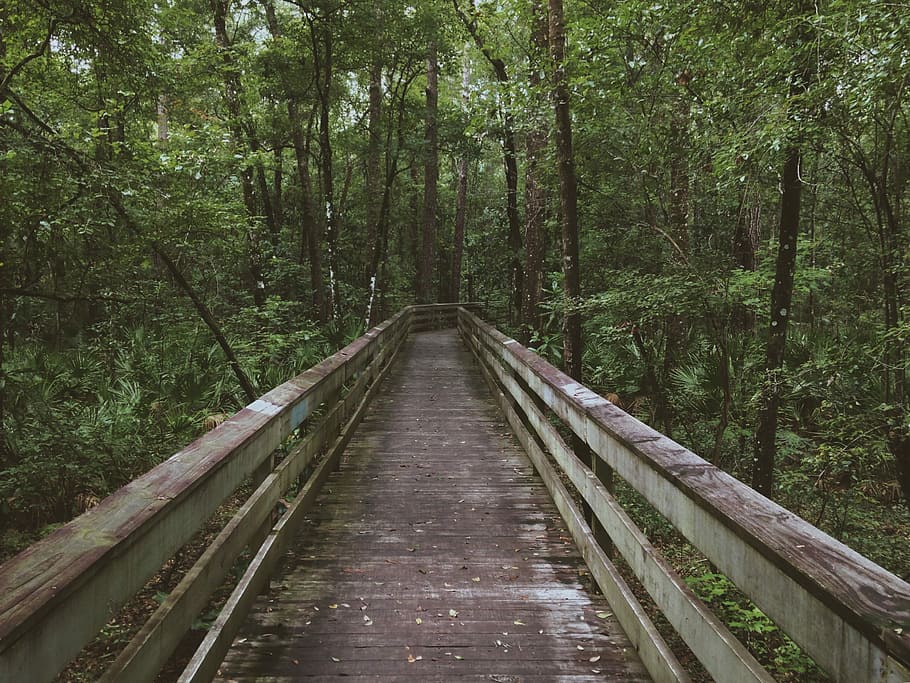 bridge surrounded with trees, brown and gray wooden bridge surrounded by trees during daytime photography HD wallpaper