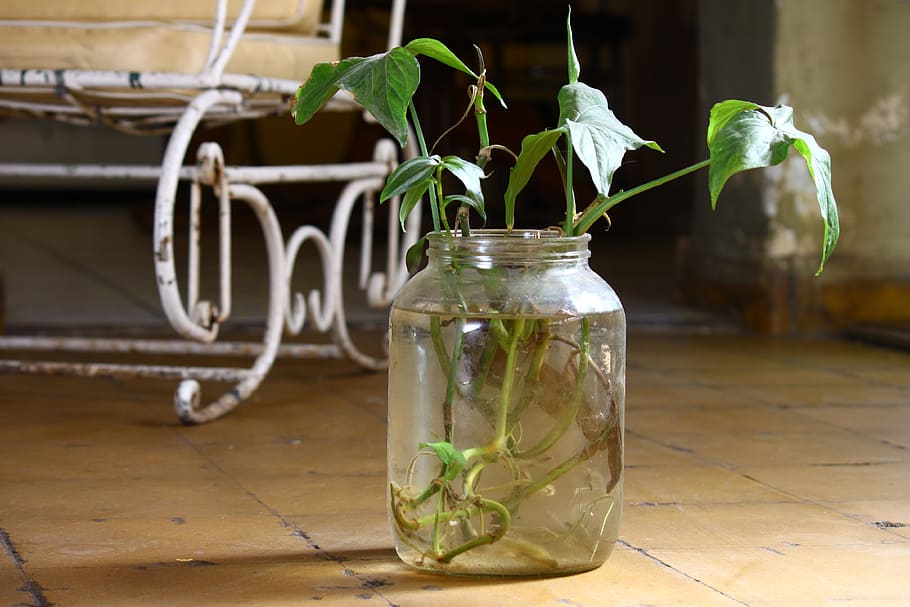 green leafed plant on glass jar on floor tile, bottle, old HD wallpaper