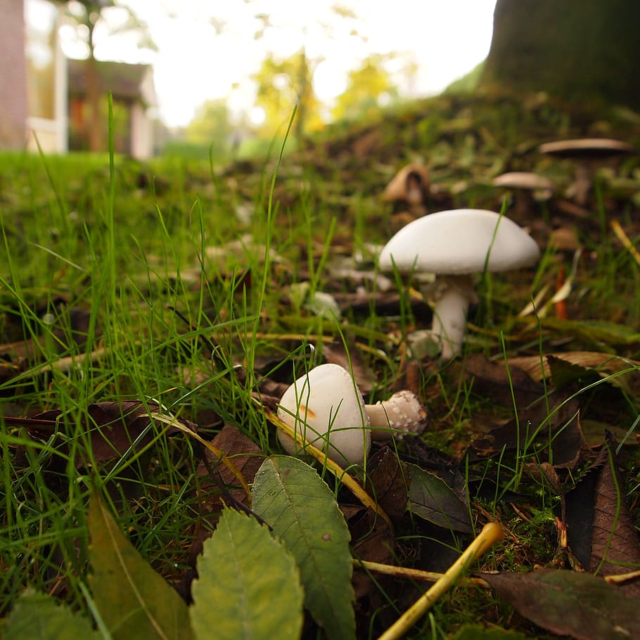 mushrooms, white, grass, tree, autumn, slope, plant, nature HD wallpaper