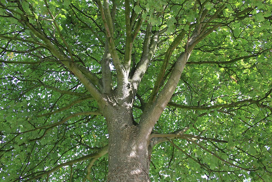 tree, crown, nature, leaves, sky, canopy, log, aesthetic, plant HD wallpaper