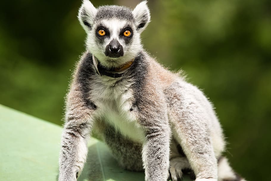 ring-tailed lemur, lemur catta, duke lemur center, durham nc, HD wallpaper