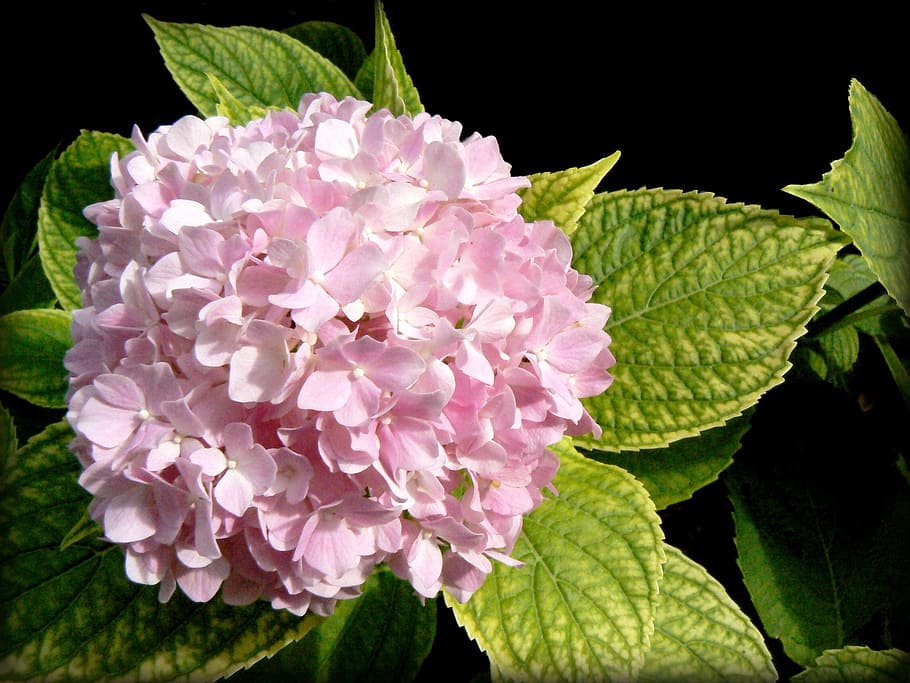 hortensia, hydrangea, flower, pink, garden, blossom, plant HD wallpaper
