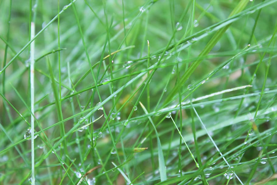 grass, wet, drip, water, drop of water, green, meadow, dew HD wallpaper