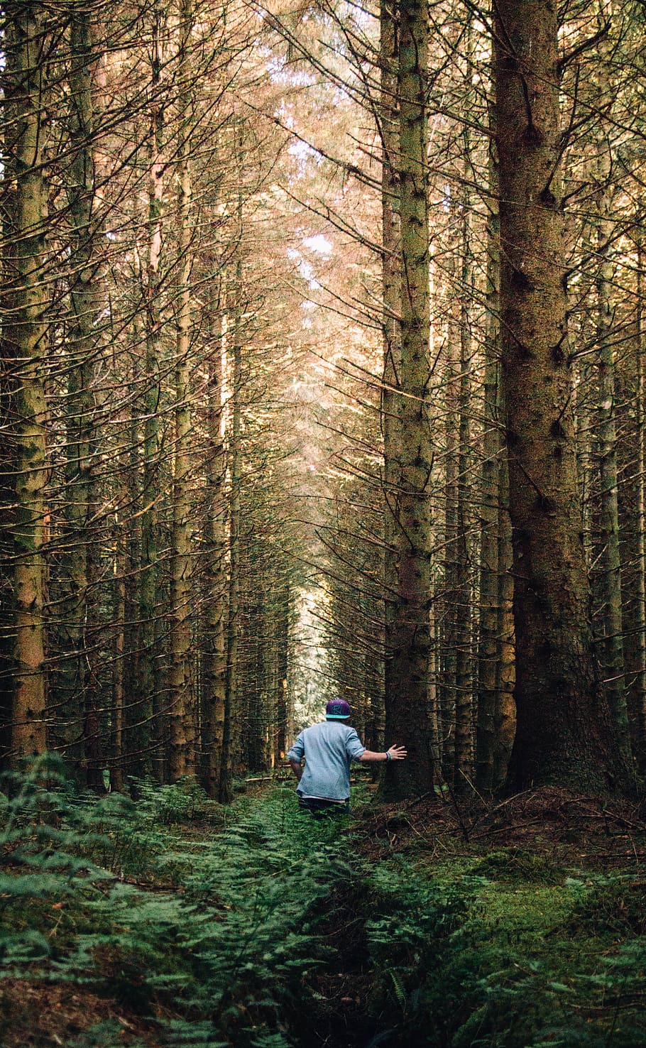 Man in a Forest, adventure, dawn, daylight, environment, evergreen HD wallpaper