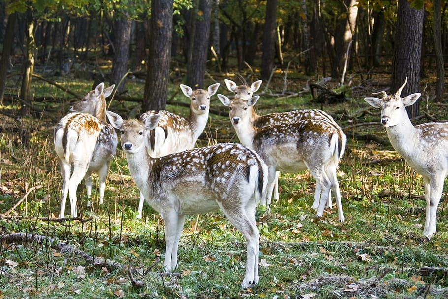 fallow deer, hirsch, wild, flock, autumn forest, horns, zoo HD wallpaper