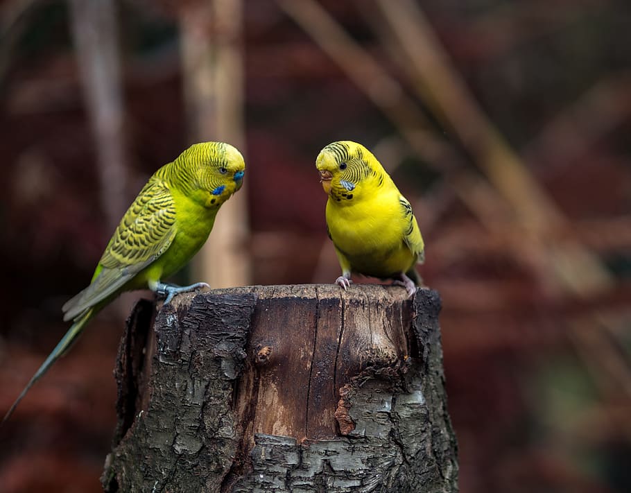 selective focus photography of two yellow budgerigars, budgie, HD wallpaper