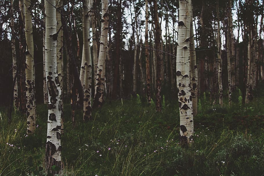 trees during daytime, white tall trees during daytime, forest HD wallpaper