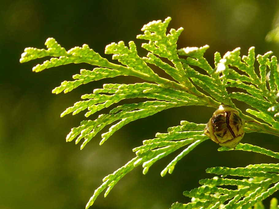 plant, fruit, invertebrate, one animal, insect, green color HD wallpaper