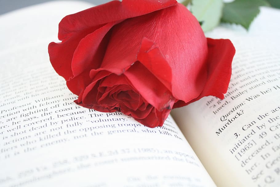 red rose on opened book, flower, words, finance, paper, newspaper HD wallpaper