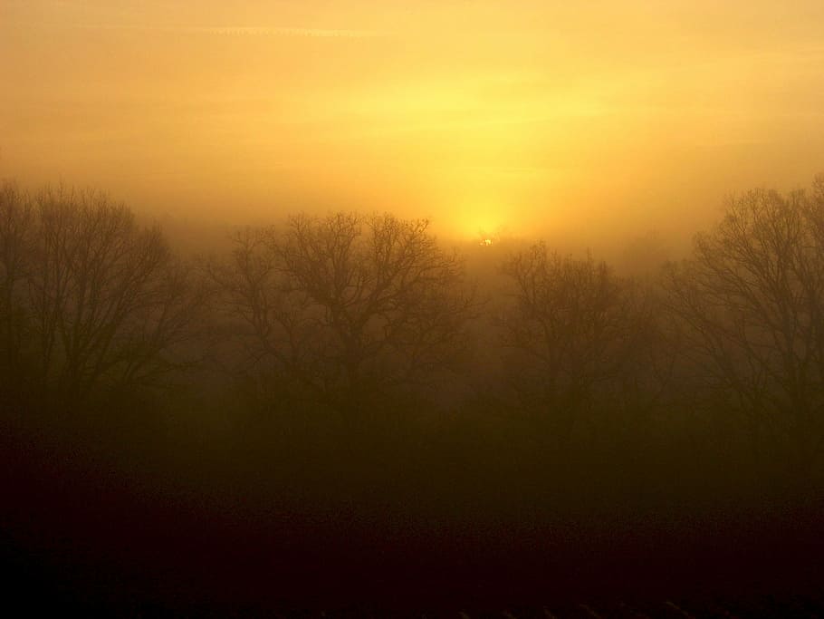 dawn, mist, trees, sky, wood, morning, contrast, light, doré HD wallpaper