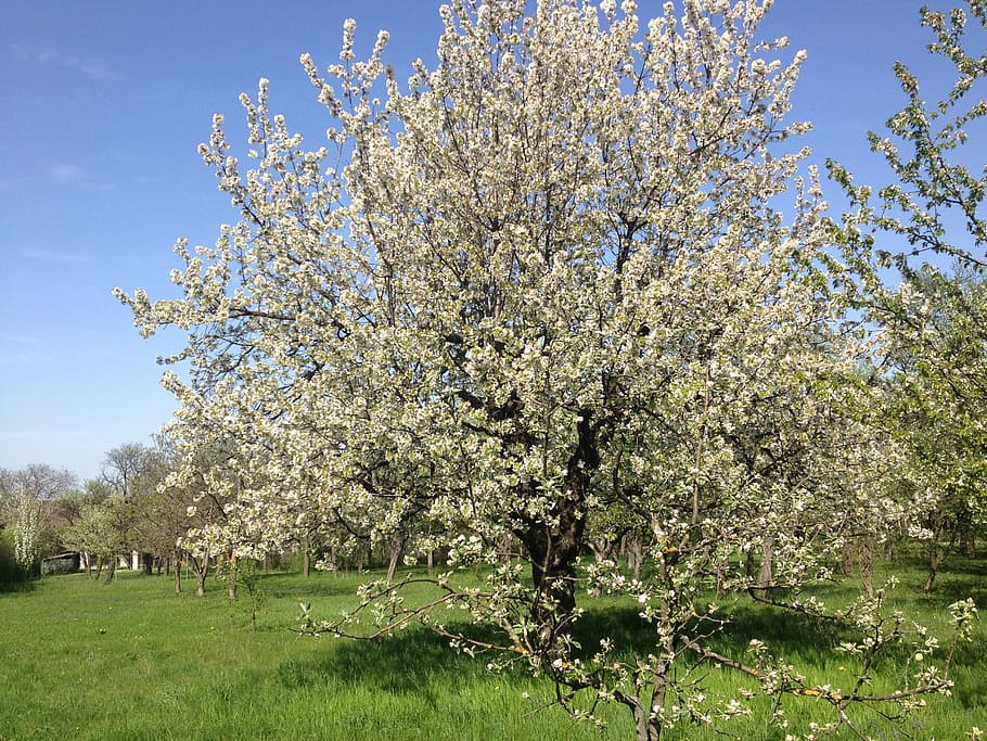 tree, cherry, fruit, spring, blossom, bloom, garden, white blossom HD wallpaper