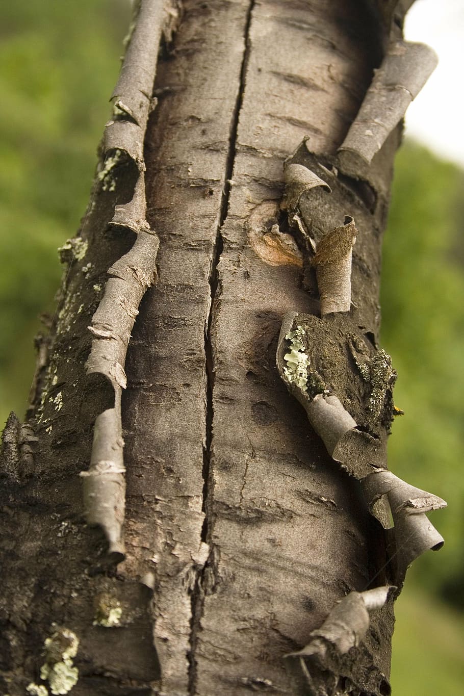 tree, bark, structure, grey, nature, garden, flora, curl, damage HD wallpaper