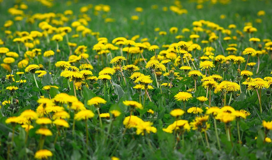 flower, summer, nature, hayfield, lawn, floral, at the court of, HD wallpaper