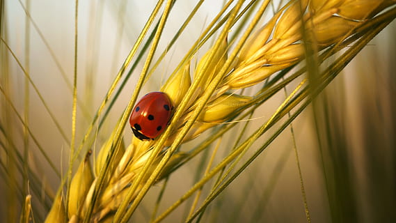 ladybug on rice plant, beetle, insect, nature, lucky charm HD wallpaper
