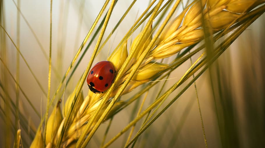 ladybug on rice plant, beetle, insect, nature, lucky charm HD wallpaper