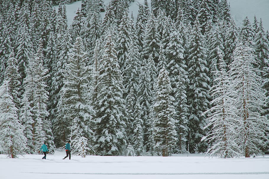 people walking near snow coated trees, winter, white, cold HD wallpaper