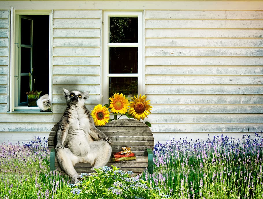 white and black animal sitting on brown wooden bench, lemur, cat