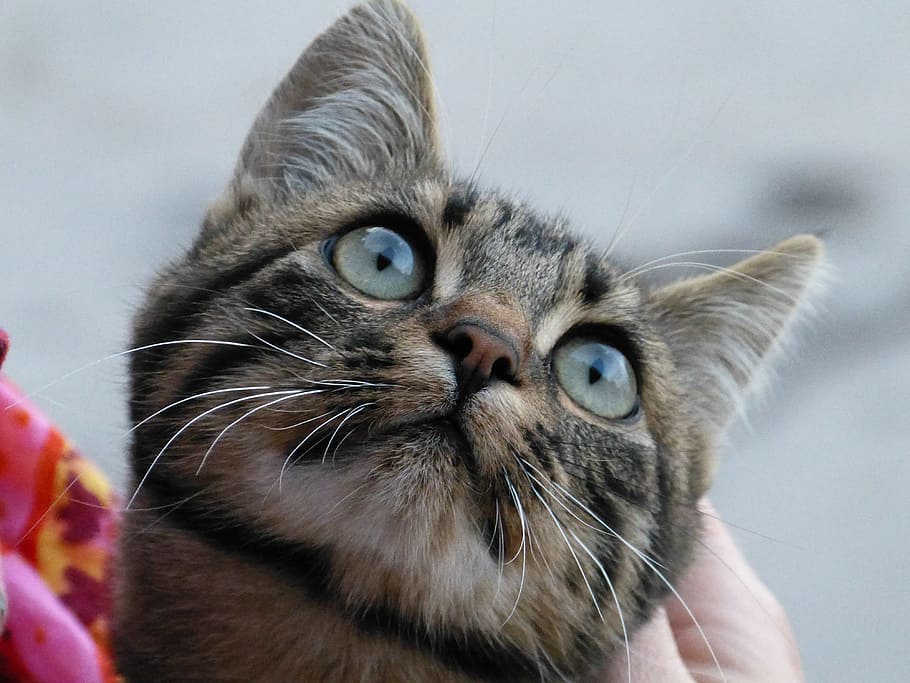closeup photography of grey and brown tabby cat looking up HD wallpaper