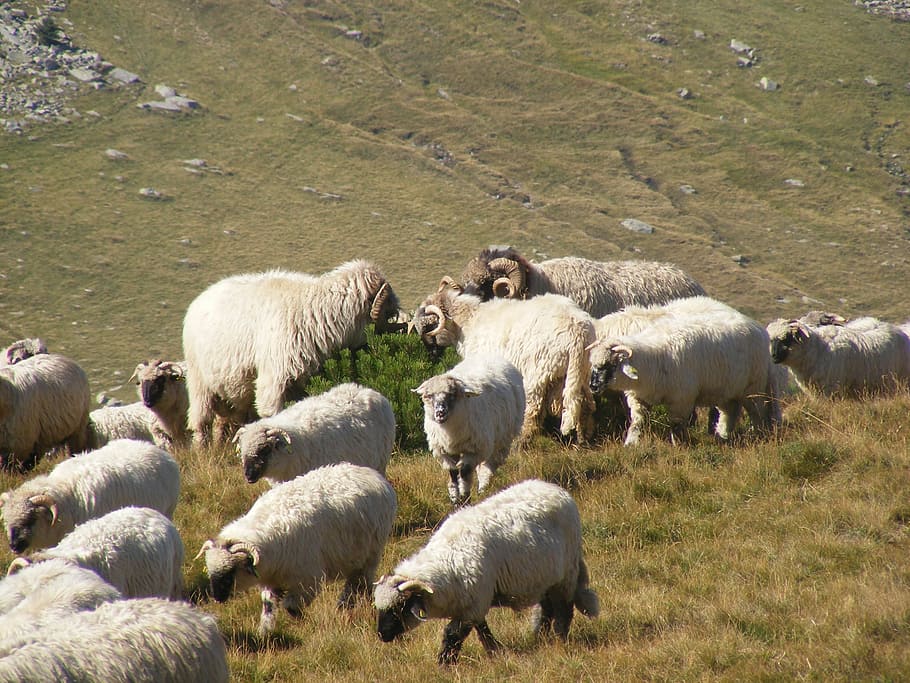 flock, grazing, lambs, mountain, romania, sheep, animals, travel, HD wallpaper