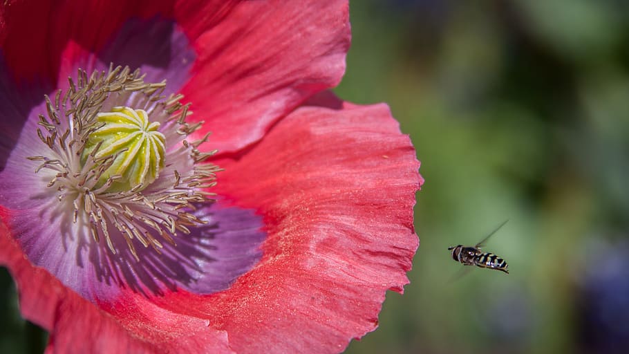nature, bees, pollen, spring, flower, insect, macro, poppies HD wallpaper
