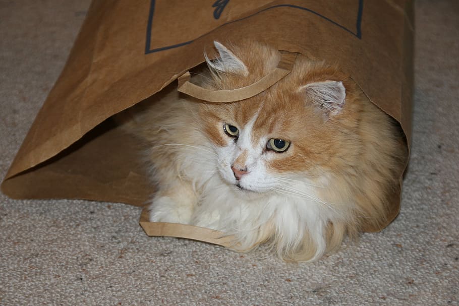 cat, ginger, cute, pet, animal, fur, furry, playing, paper bag HD wallpaper
