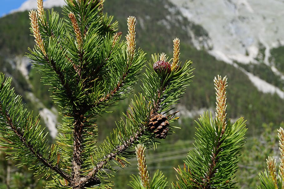 pine cones, tree, fir tree, tannenzweig, needles, immergrüner tree, HD wallpaper