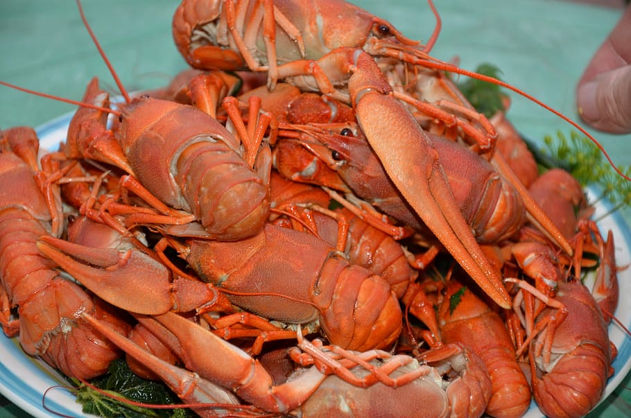 boiled lobster, food, cooking, seafood, claw, freshness, gourmet, HD wallpaper