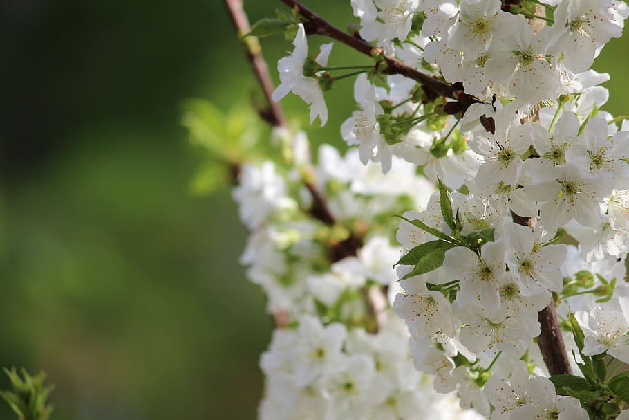 closeup photo of white petaled flowers, nature, plant, branch, HD wallpaper