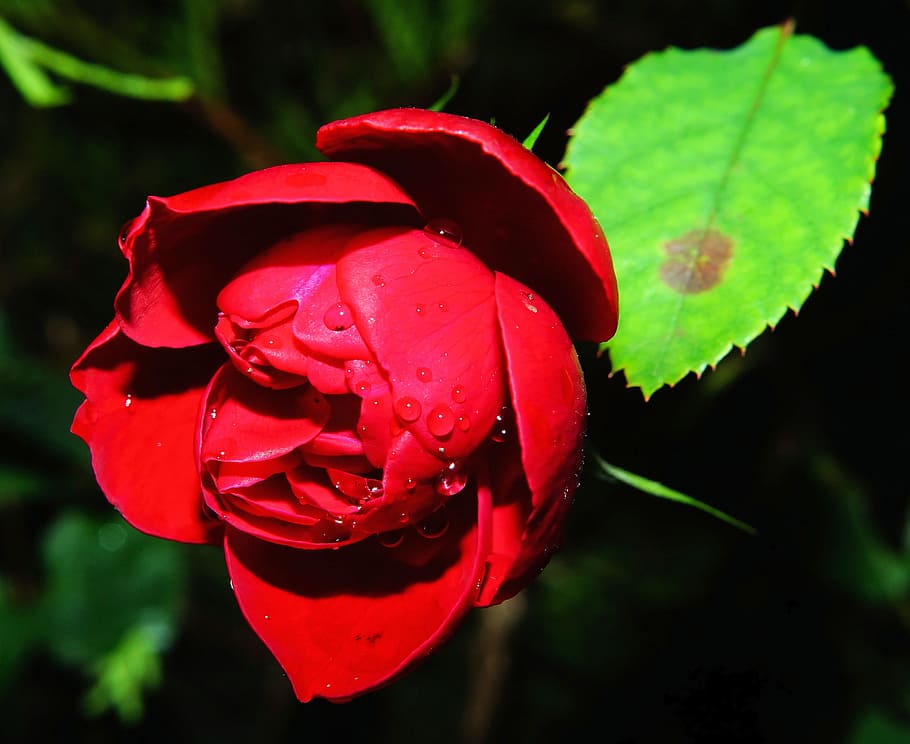 Flower, Blossom, Bloom, Close, red, plant, summer, leaf, green HD wallpaper