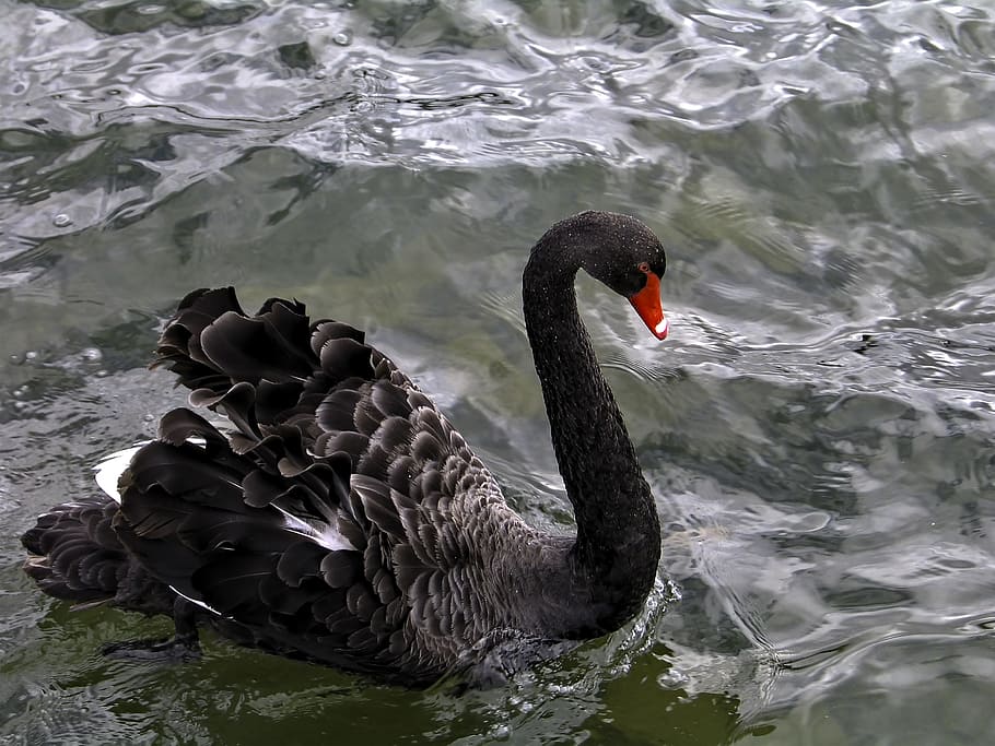 Фото black swan