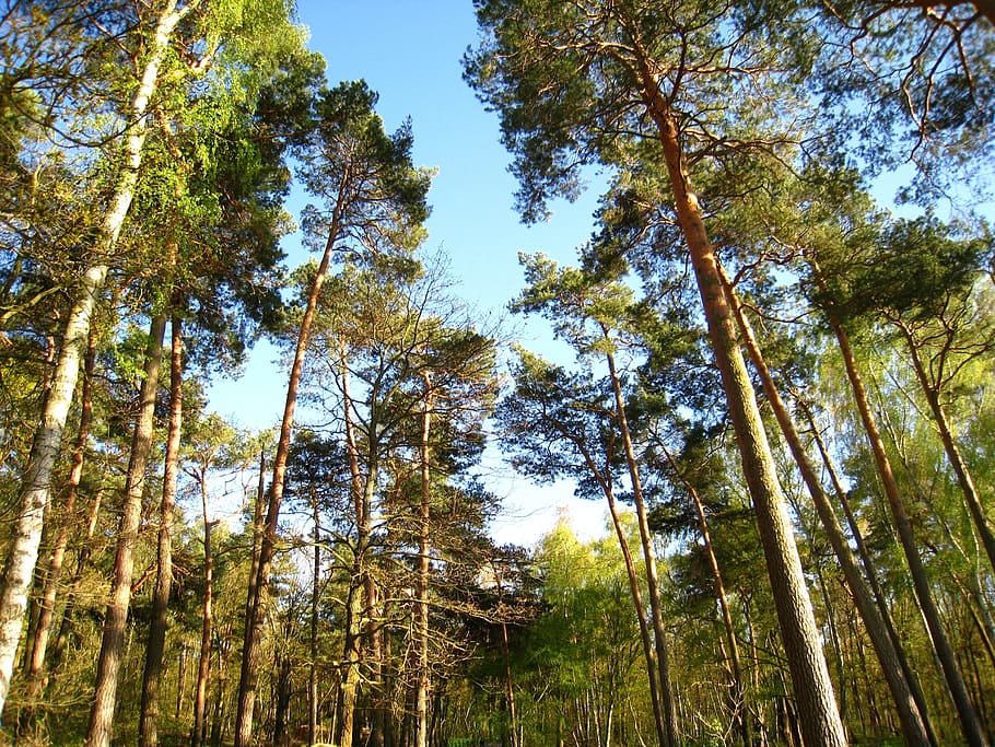 bottom view of green treesa, pine, pine trees, low angle shot HD wallpaper